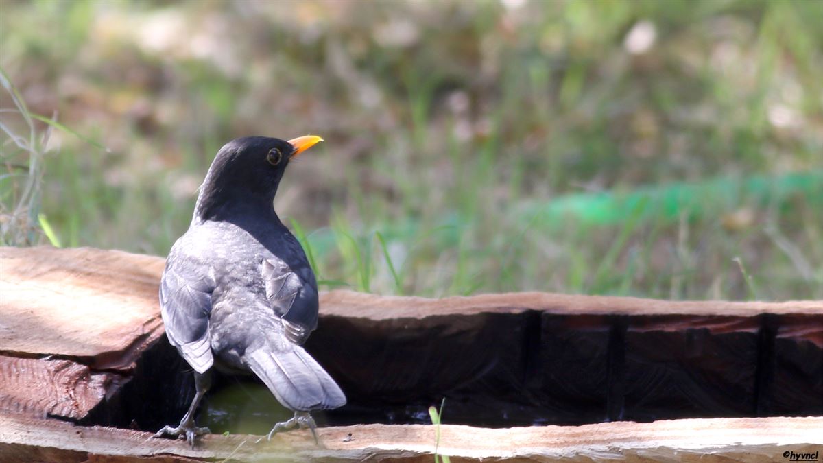 Common Blackbird
