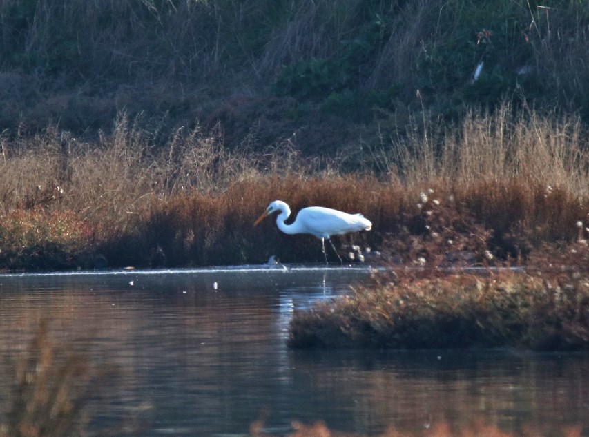 Great Egret