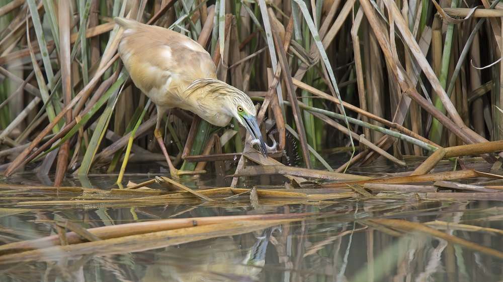 Squacco Heron