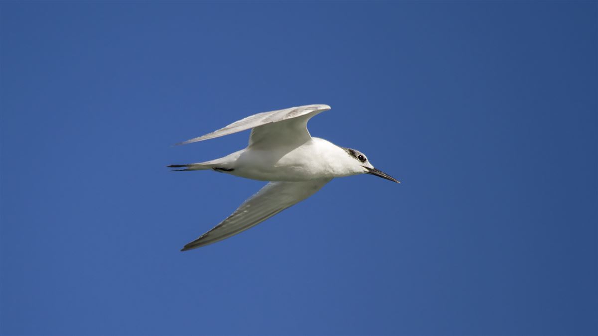 Sandwich Tern
