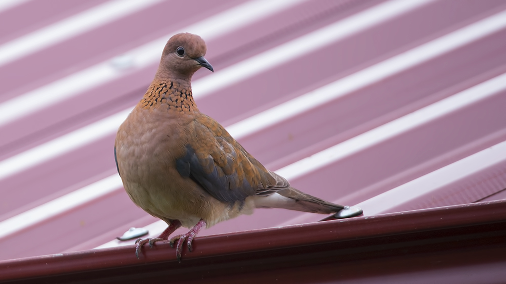 Laughing Dove