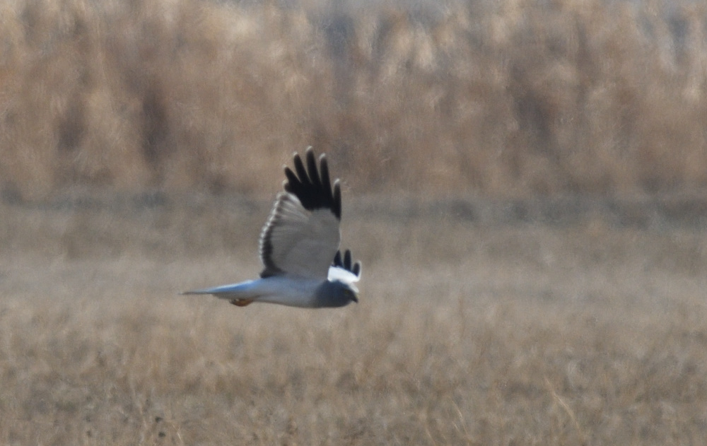 Hen Harrier