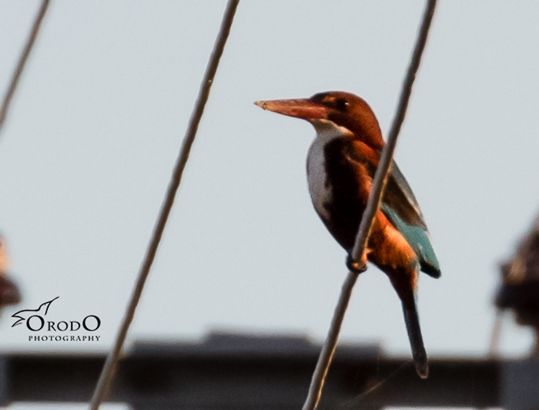White-throated Kingfisher