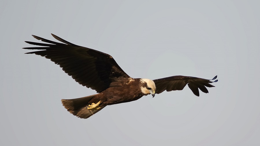 Western Marsh Harrier