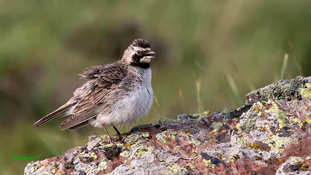 Horned Lark