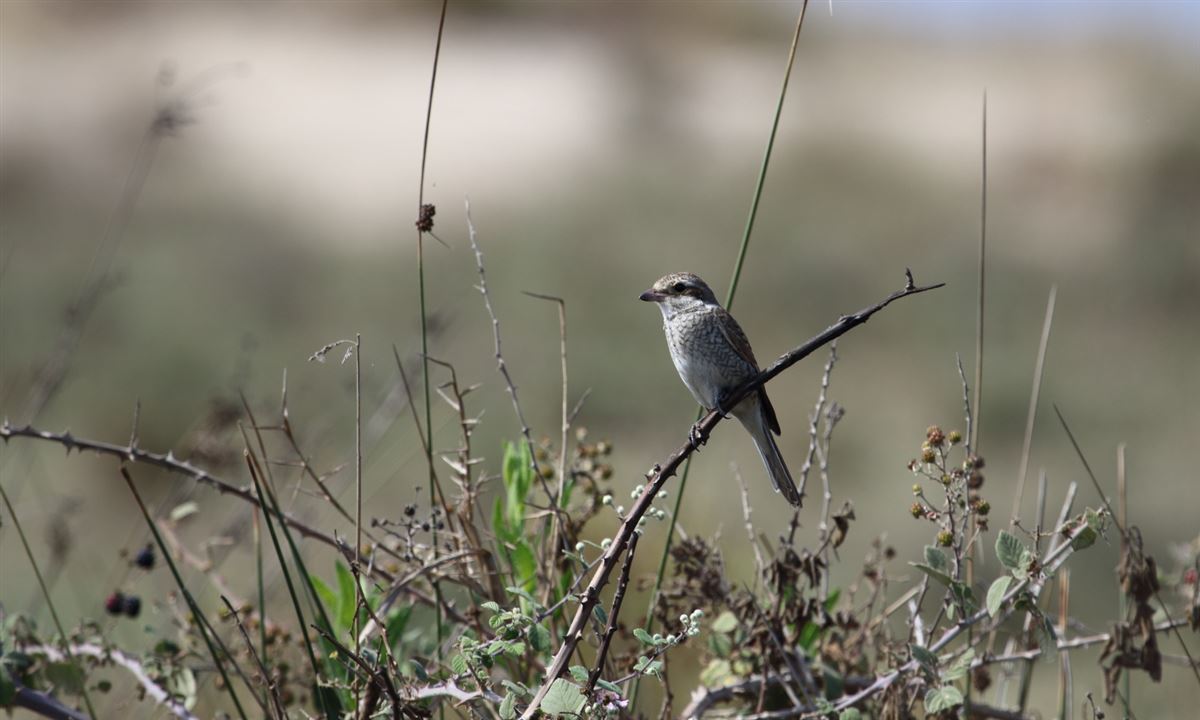 Red-backed Shrike