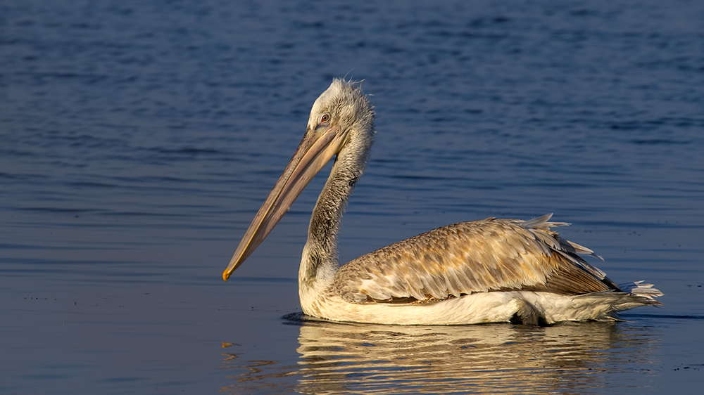 Dalmatian Pelican