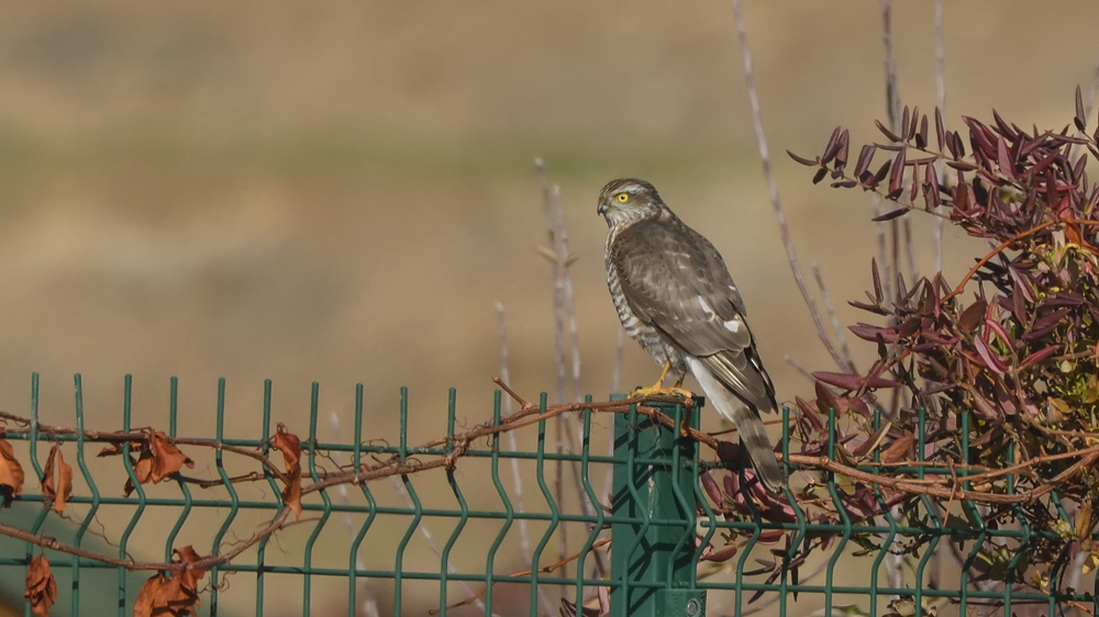 Eurasian Sparrowhawk