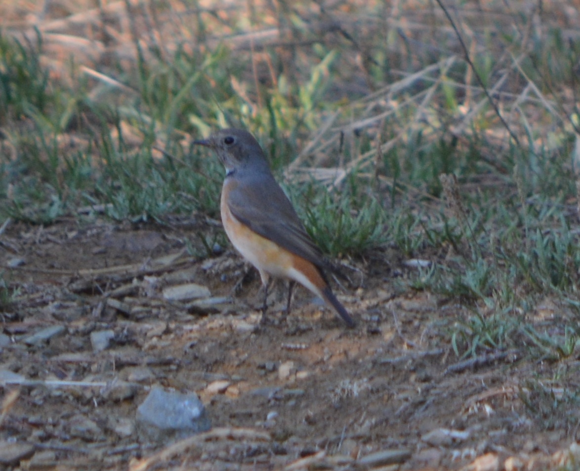 Common Redstart