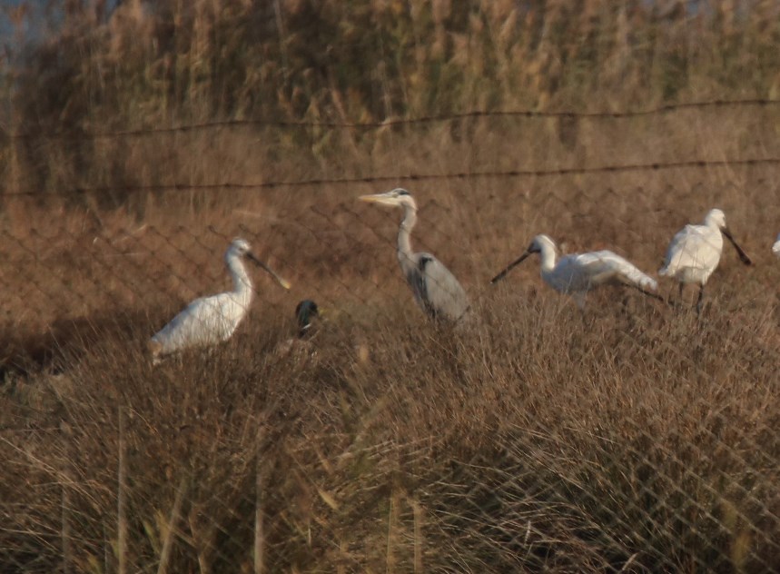 Eurasian Spoonbill