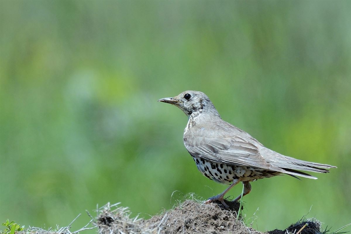 Mistle Thrush