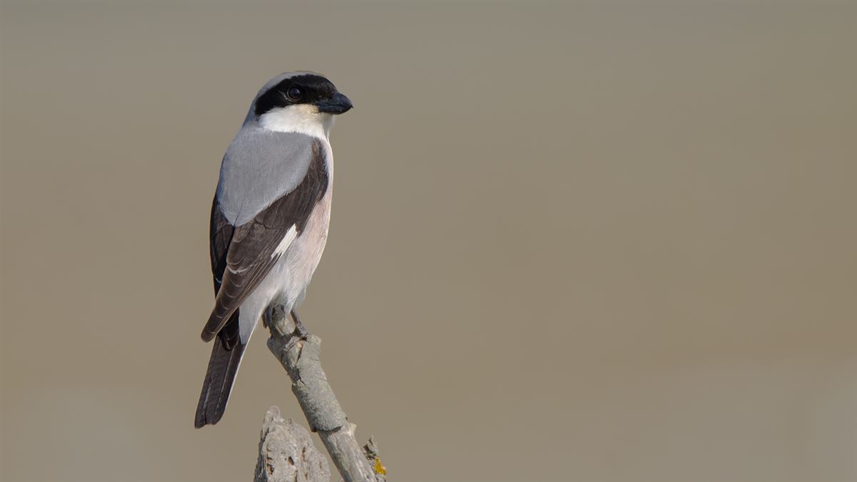 Lesser Grey Shrike