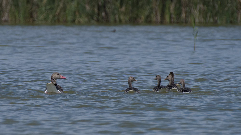 Greylag Goose