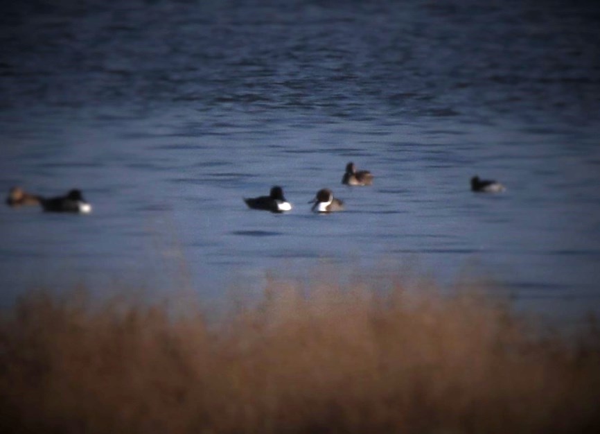 Northern Pintail