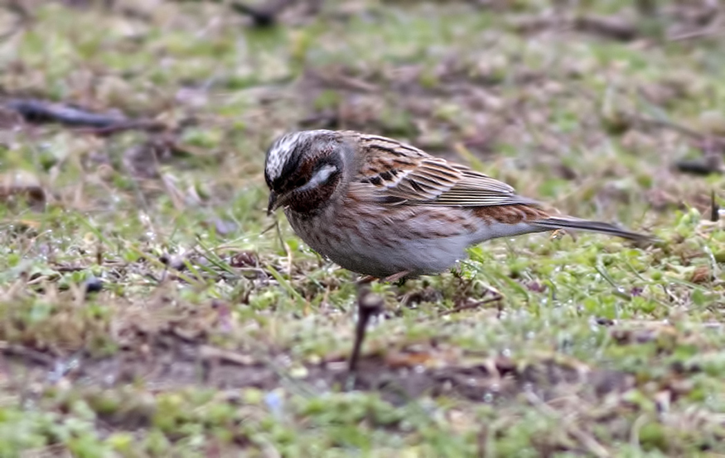 Pine Bunting