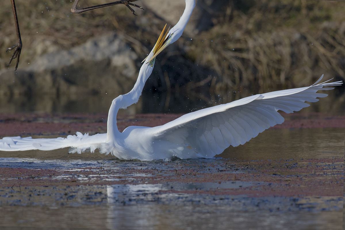 Great Egret