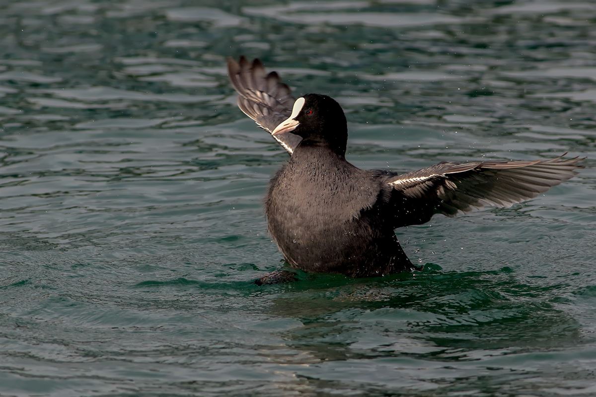 Eurasian Coot