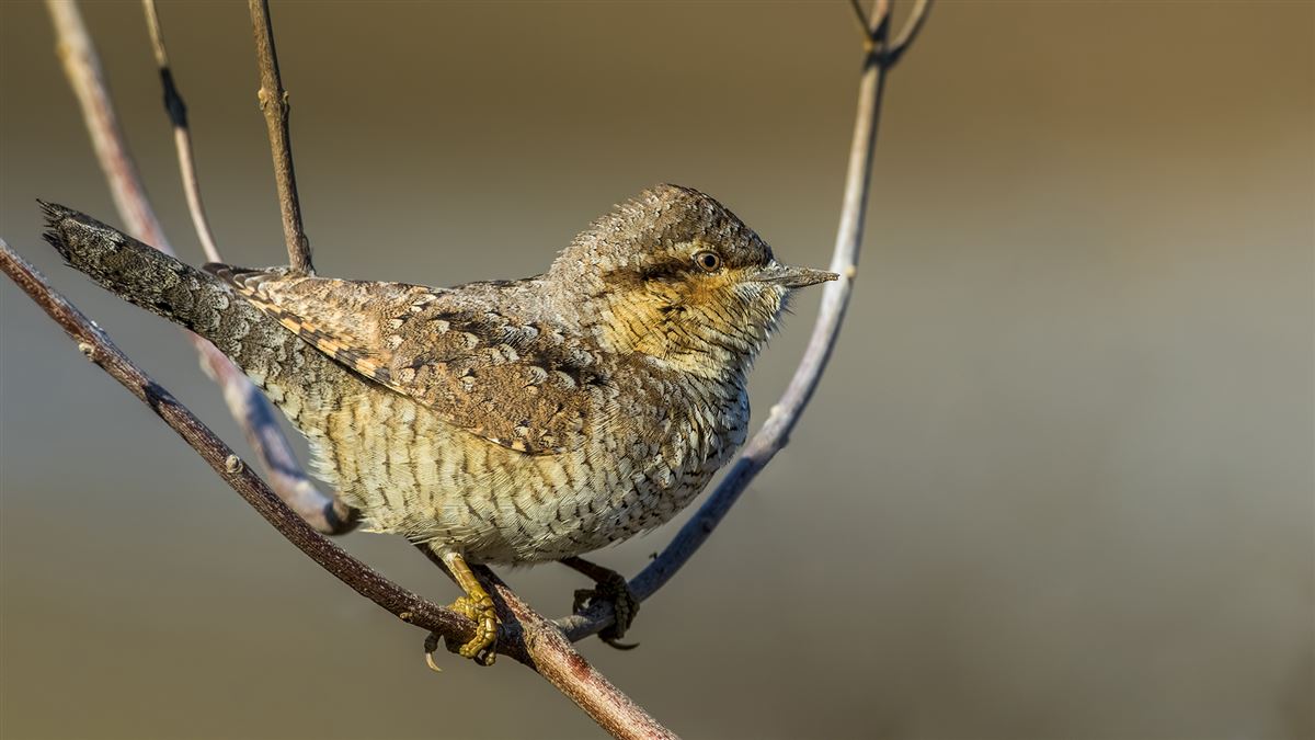 Eurasian Wryneck