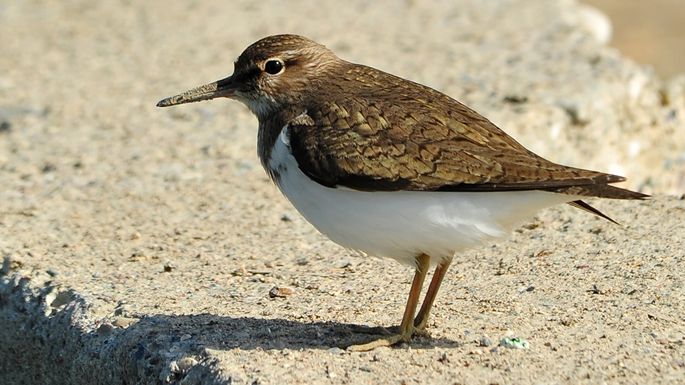 Common Sandpiper