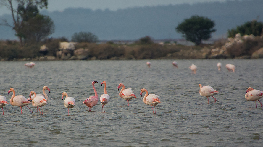 Lesser Flamingo