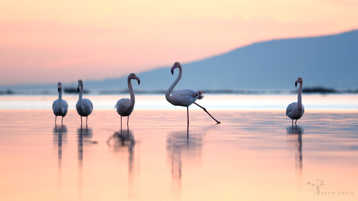 Greater Flamingo