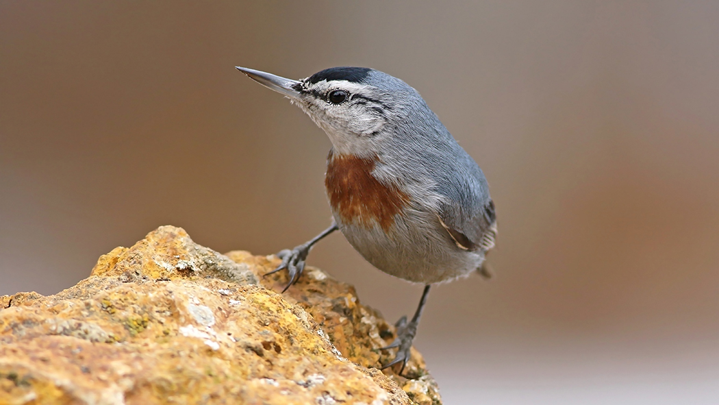 Krüper`s Nuthatch