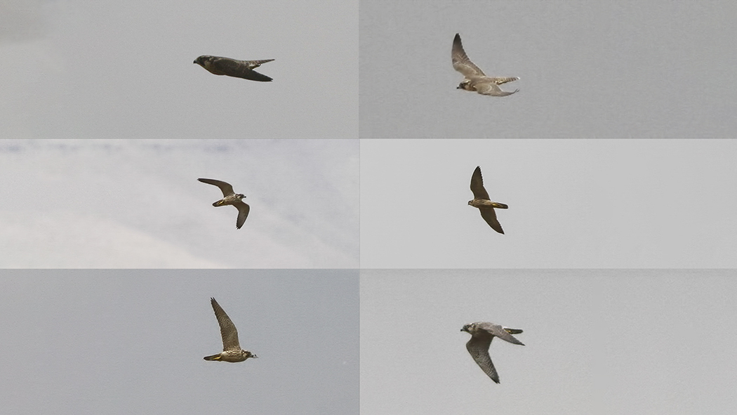 Peregrine Falcon