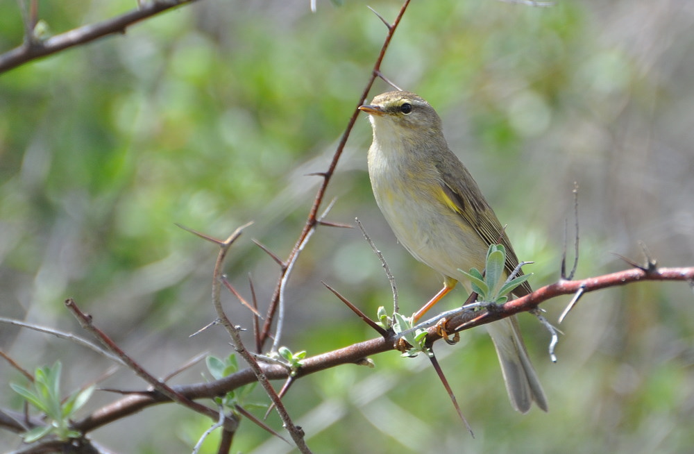 Willow Warbler