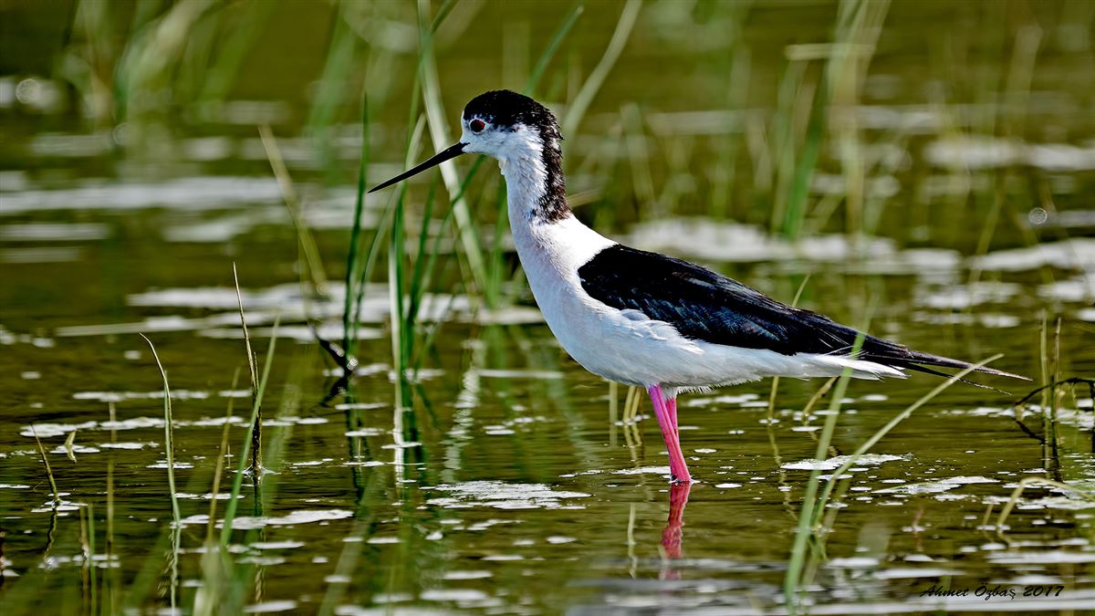 Black-winged Stilt