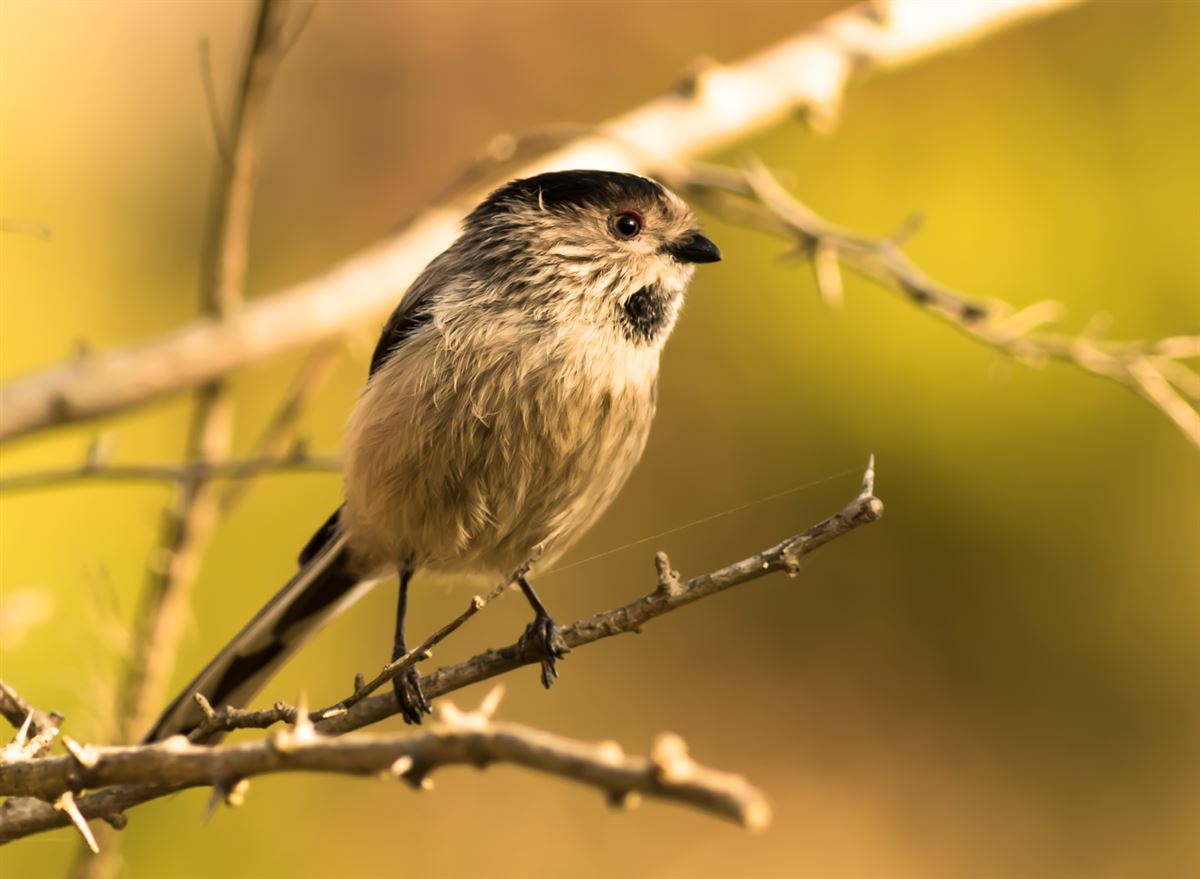 Long-tailed Tit