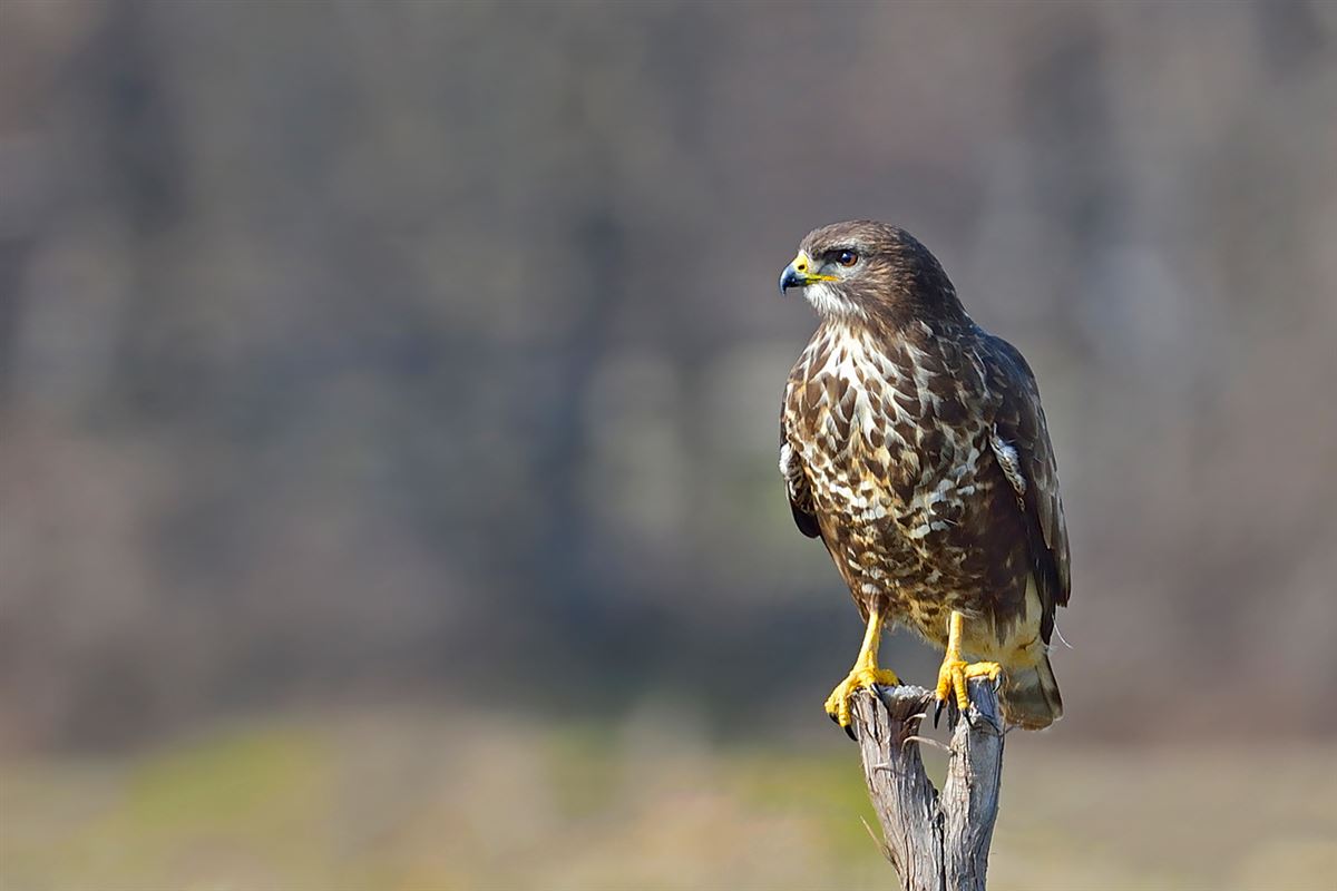 Common Buzzard