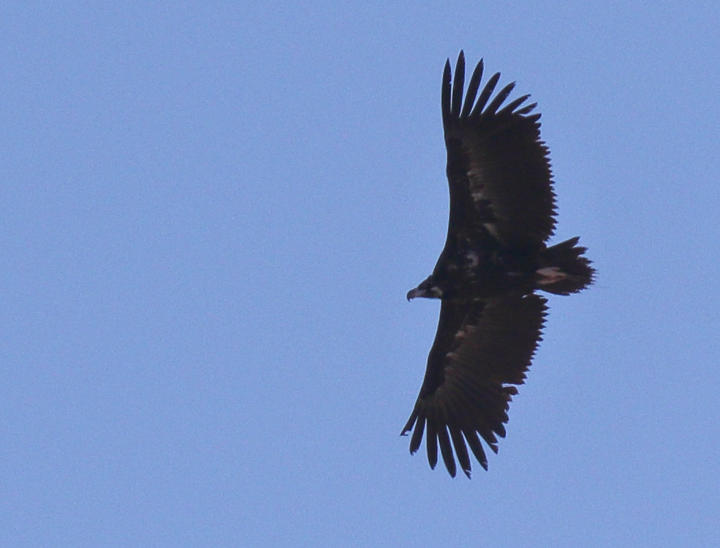 Cinereous Vulture
