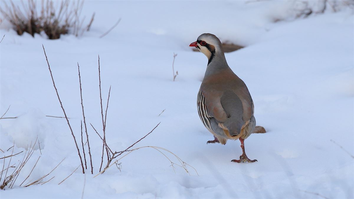 Chukar Partridge