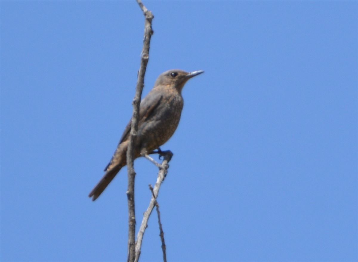 Blue Rock Thrush