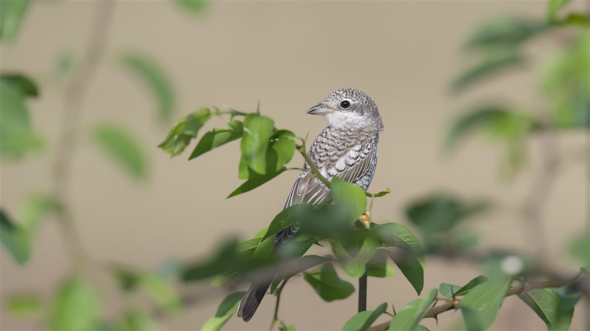 Masked Shrike