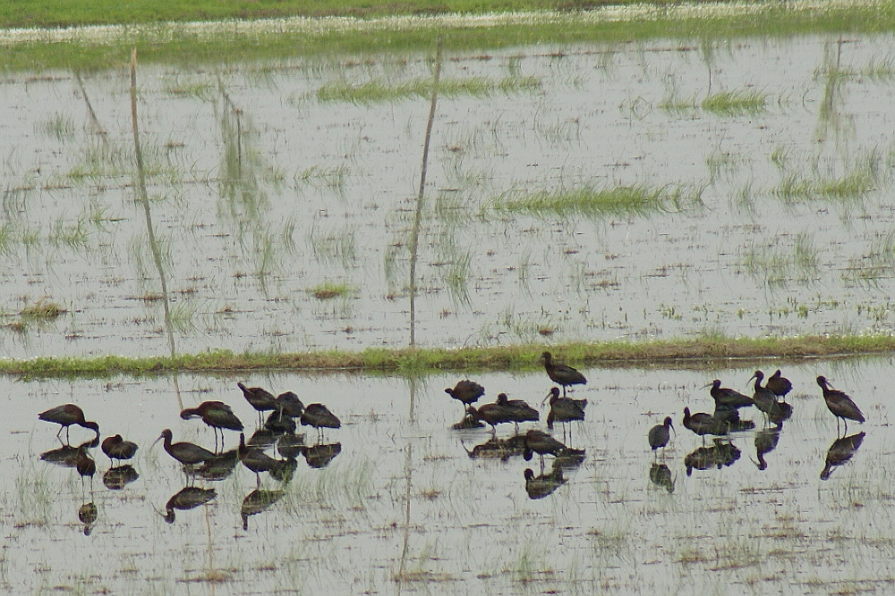Glossy Ibis
