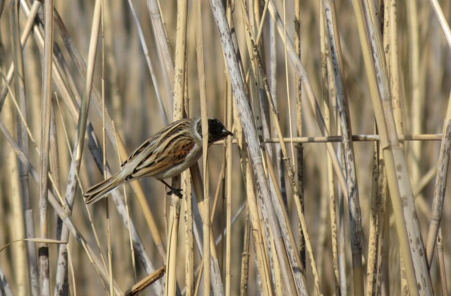 Common Reed Bunting