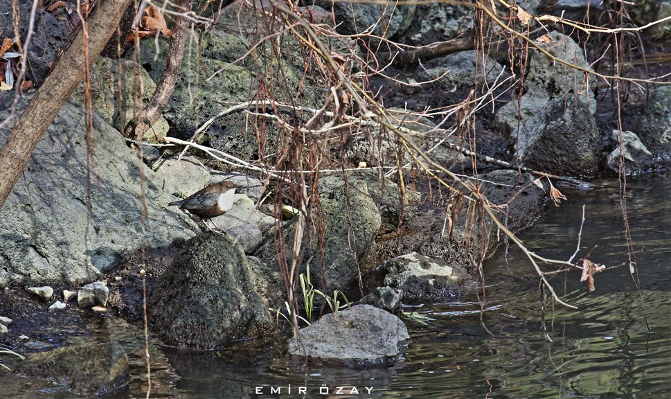 White-throated Dipper