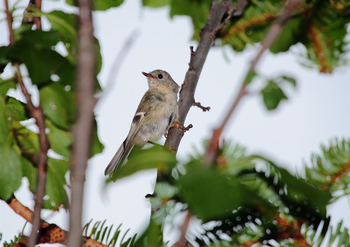 Goldcrest