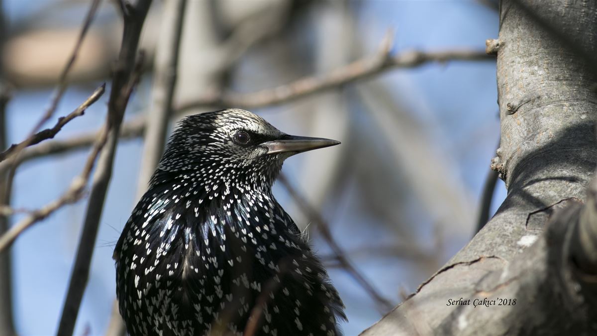 Common Starling