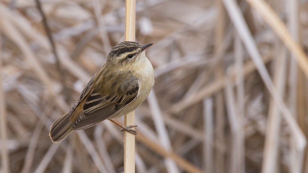 Sedge Warbler