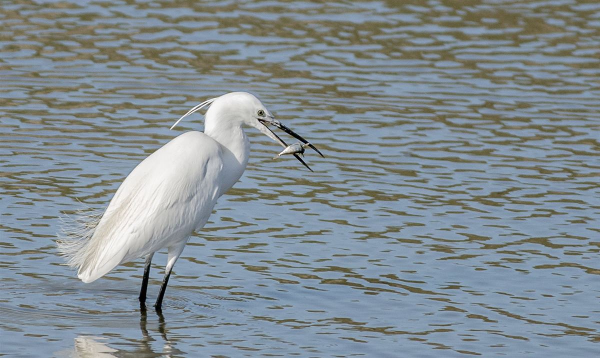 Little Egret