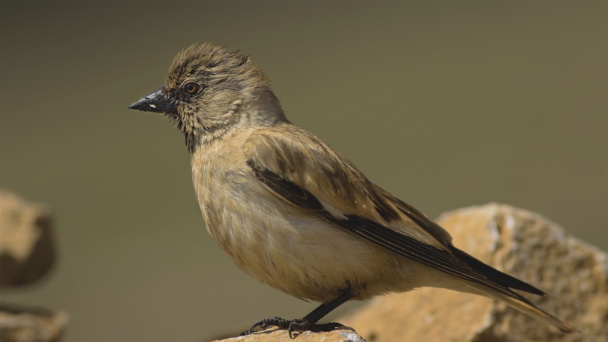 White-winged Snowfinch