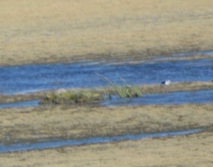 Black-winged Stilt