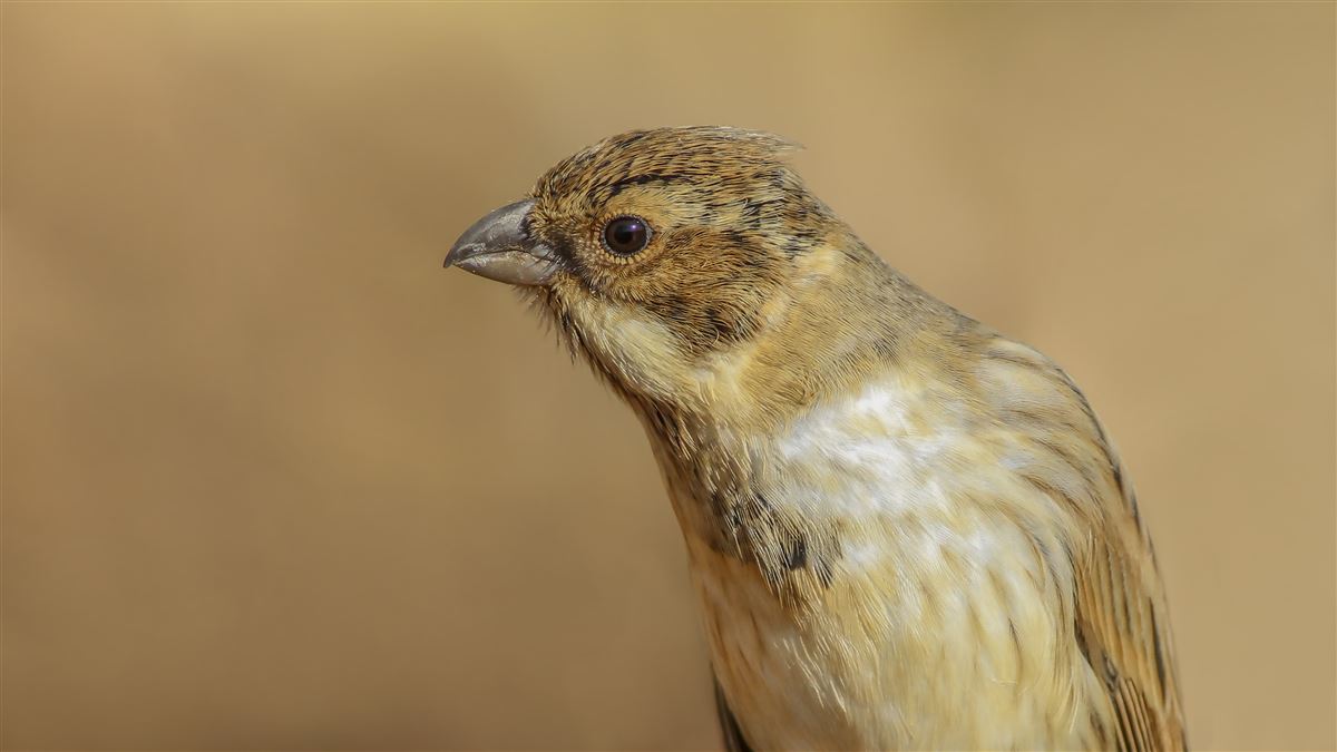 Common Reed Bunting