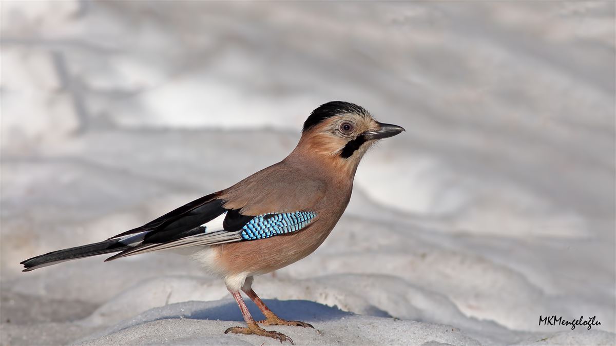 Eurasian Jay