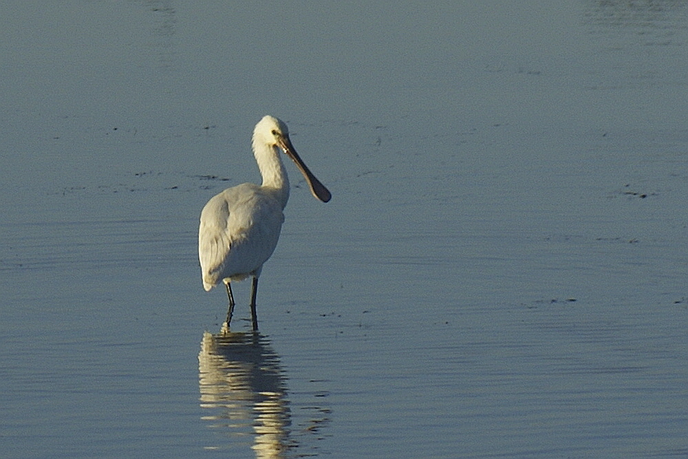 Eurasian Spoonbill