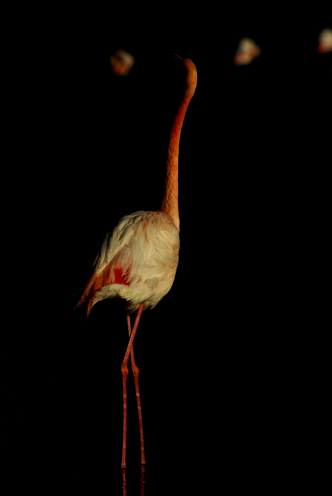 Greater Flamingo