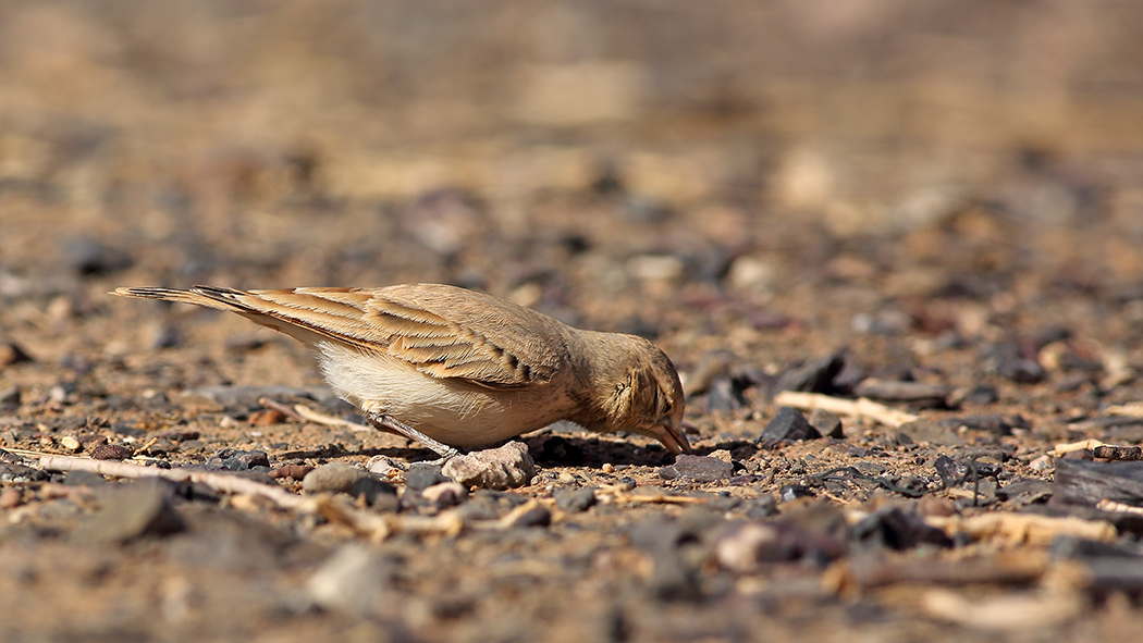 Bar-tailed Lark