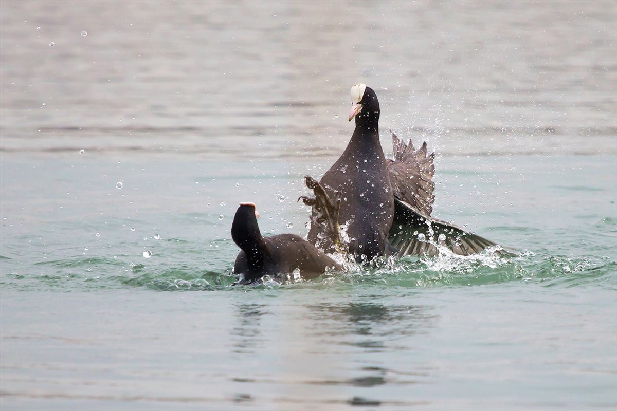 Eurasian Coot